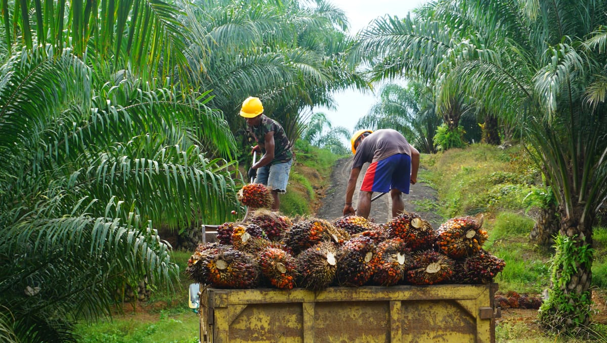 Indonesië blijft bezorgd over EU-ontbossingswet ondanks uitstel