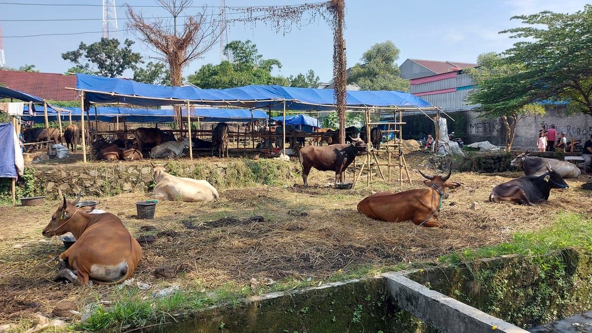 Indonesië vraagt boeren koeien te importeren