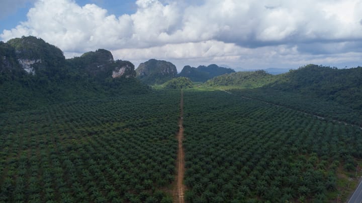 Europese ontbossingswet staat vrijhandelsakkoord met Indonesië in de weg